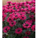 Монарда Monarda
